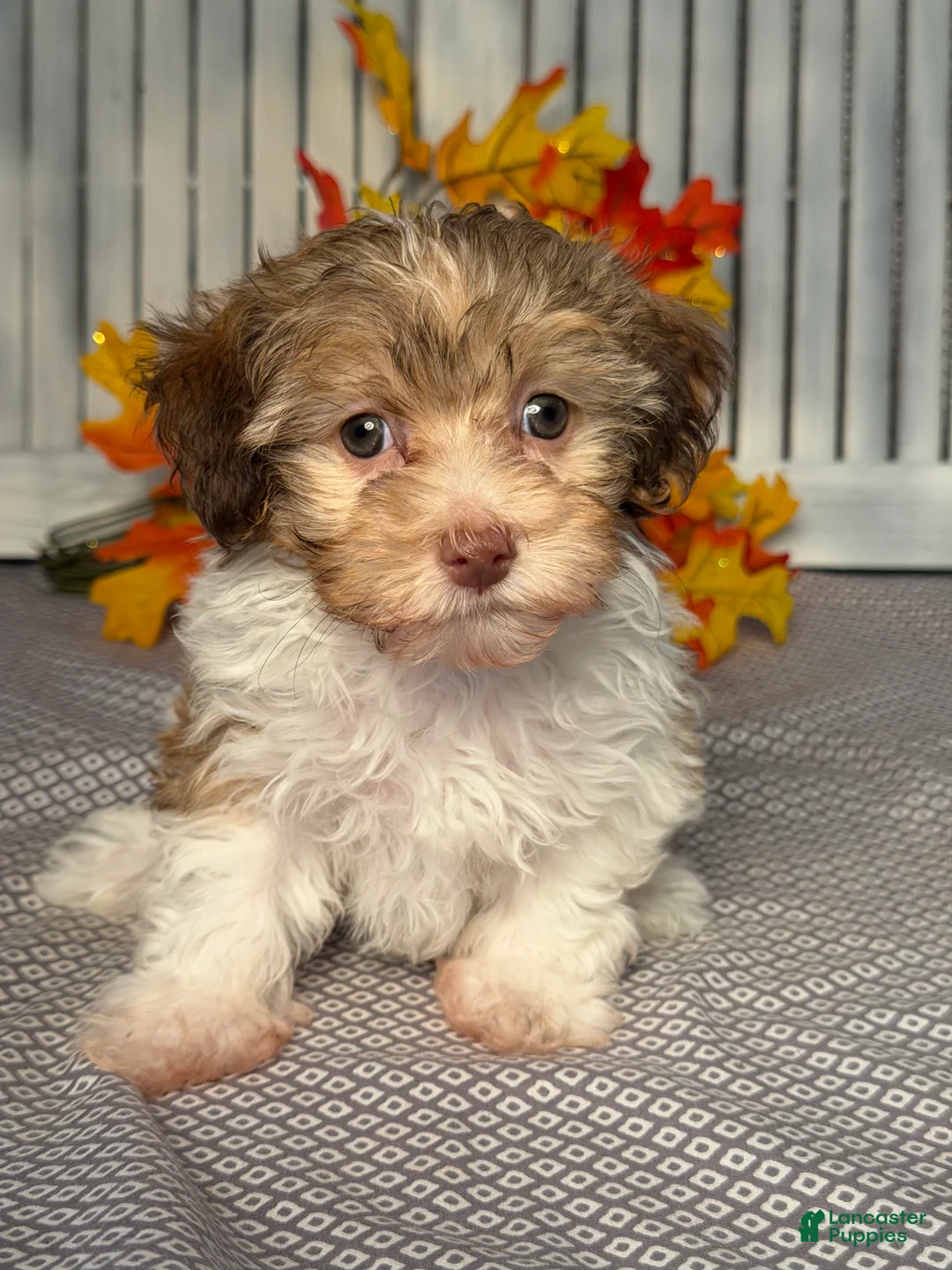 Havapoo dogs for sale: Maddie - Ad 1
