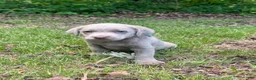 Labrador Retriever dogs for sale: Blue - Ad 4
