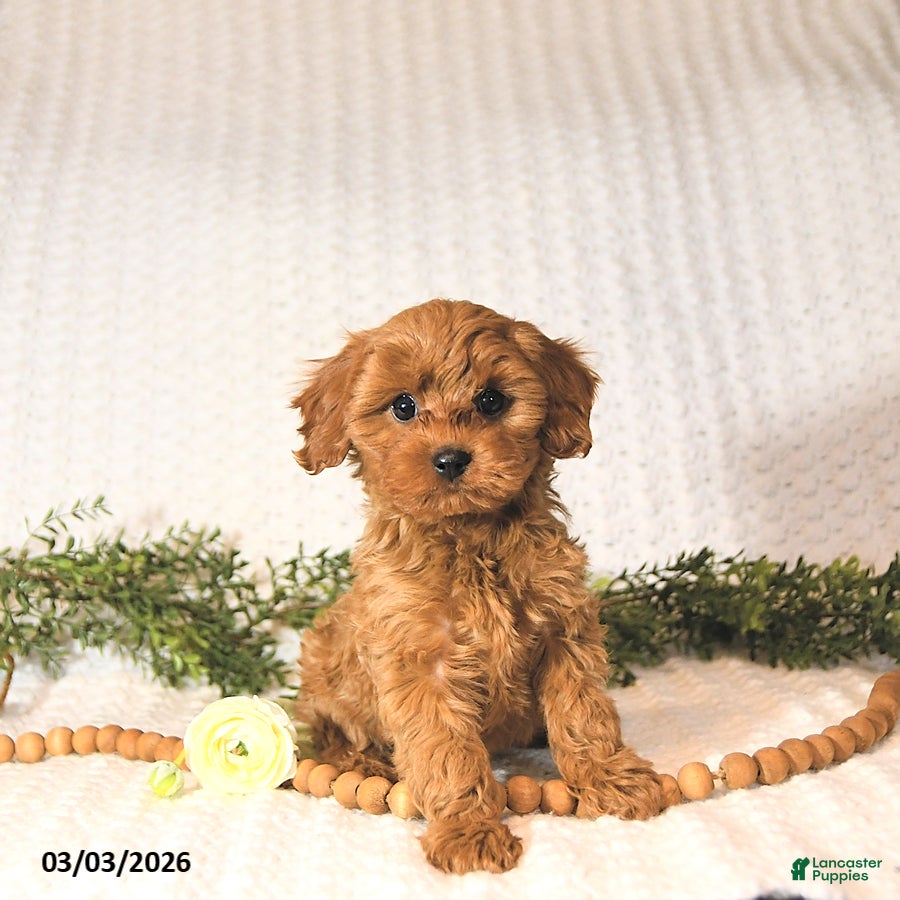 Cavapoo dogs Baxter EXTRA SMALL - Ad 1