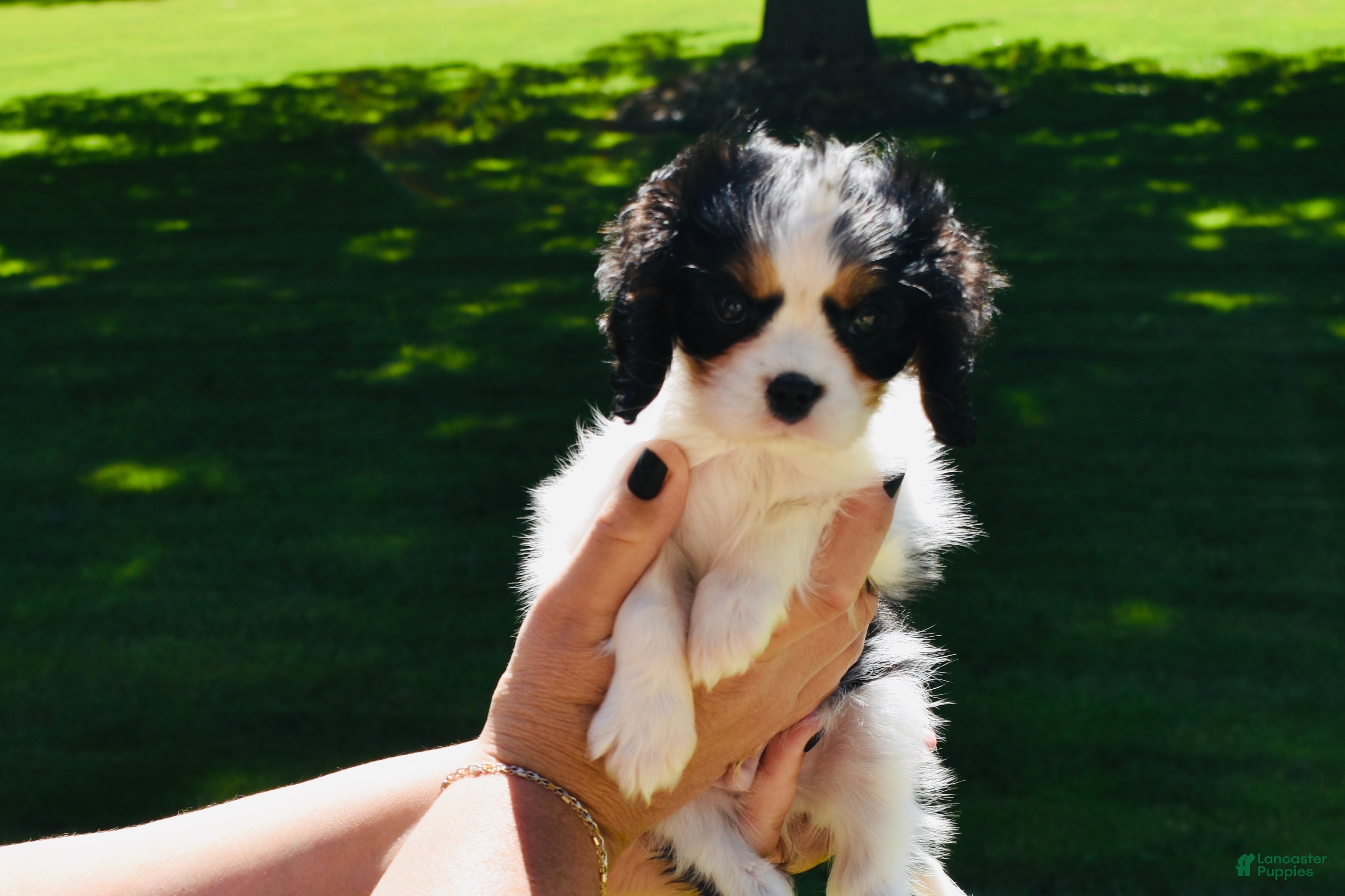 Cavalier King Charles Spaniel dogs Wilder - Ad 1