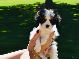 Cavalier King Charles Spaniel dogs for sale: Wilder - Ad 2