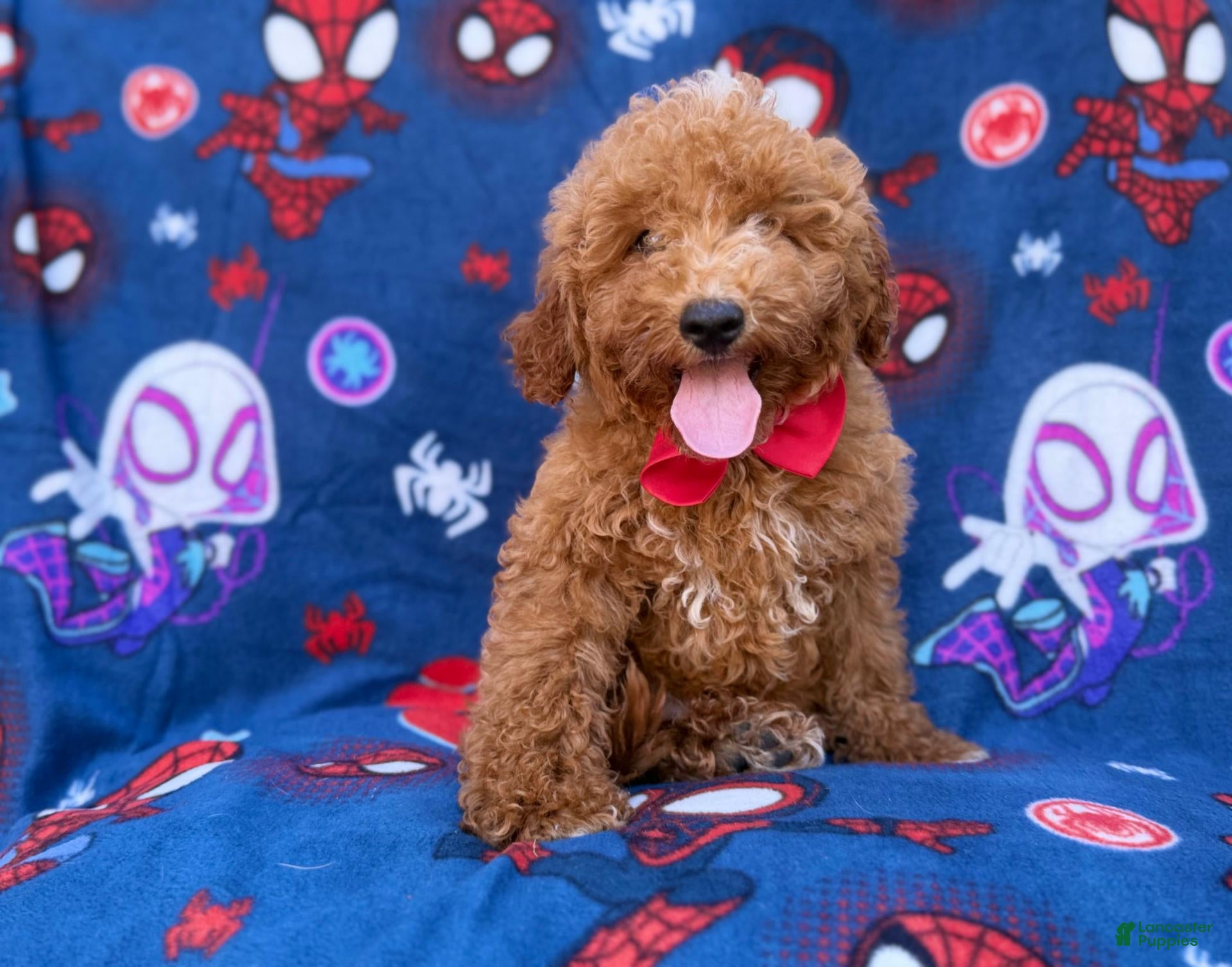 Mini Goldendoodle dogs Felix  - Ad 1