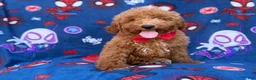 Mini Goldendoodle dogs for sale: Felix  - Ad 1