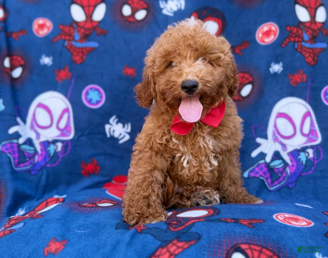 Mini Goldendoodle dogs for sale: Felix  - Ad 1