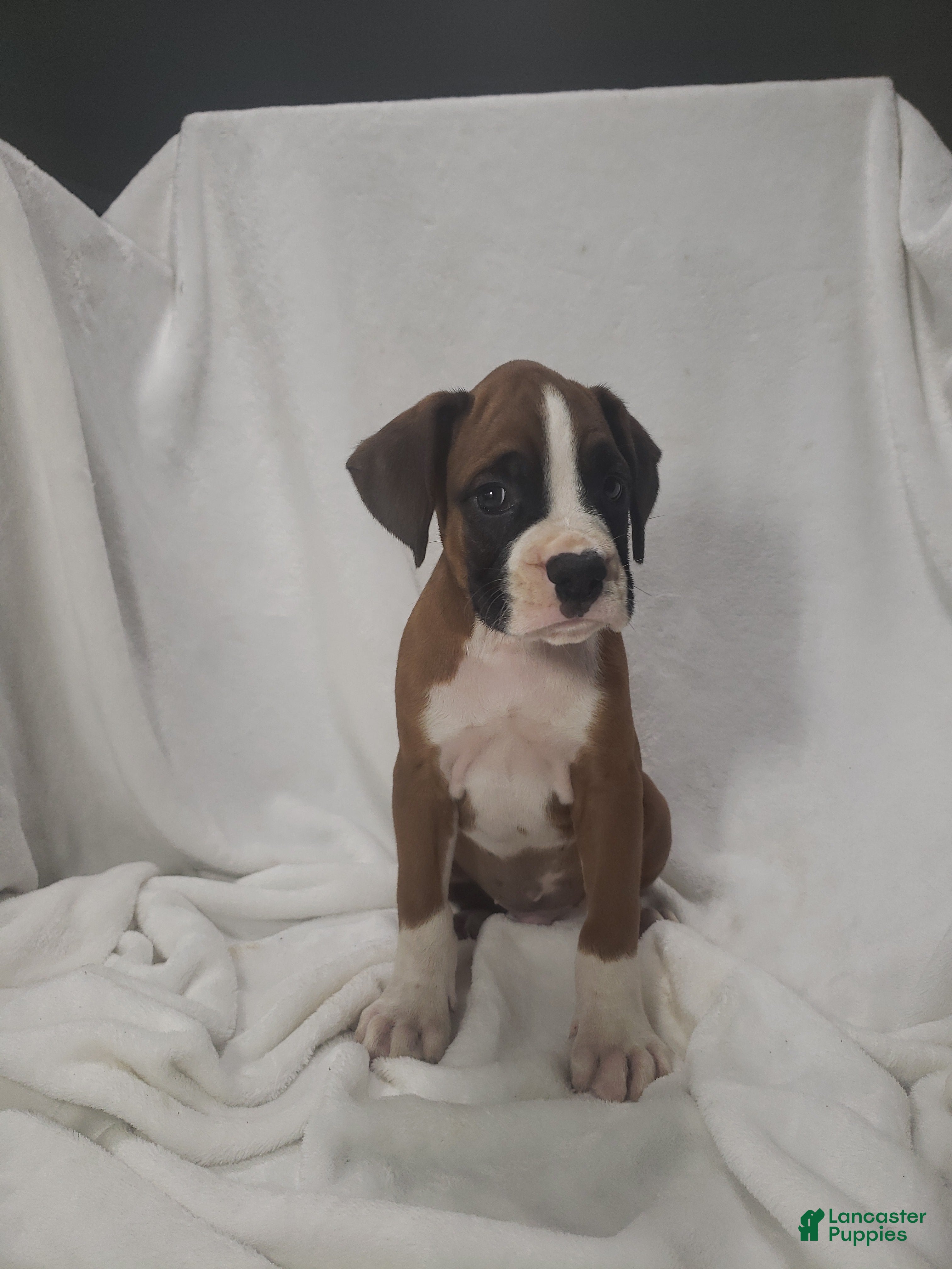 Boxer dogs Ruger - Ad 2