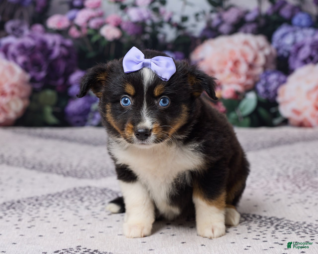 Miniature Australian Shepherd dogs Kelly - Ad 1