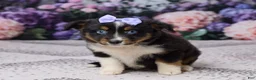 Miniature Australian Shepherd dogs for sale: Kelly - Ad 1