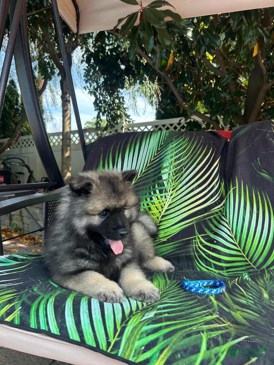 Keeshond dogs for sale: Richi - Ad 5