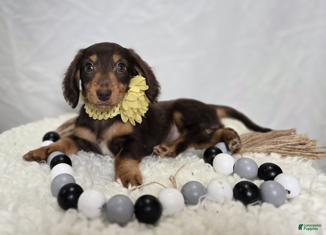 Miniature Dachshund dogs for sale: Tulip - Ad 4