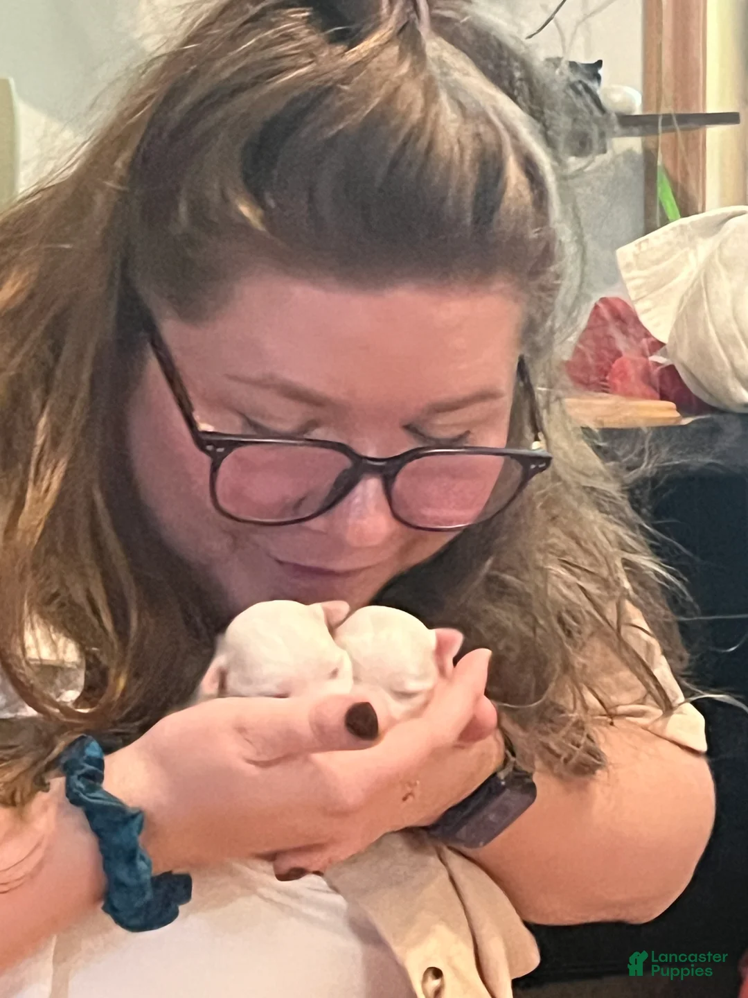 Maltese dogs for sale: Maltese Puppy 1 - Ad 2