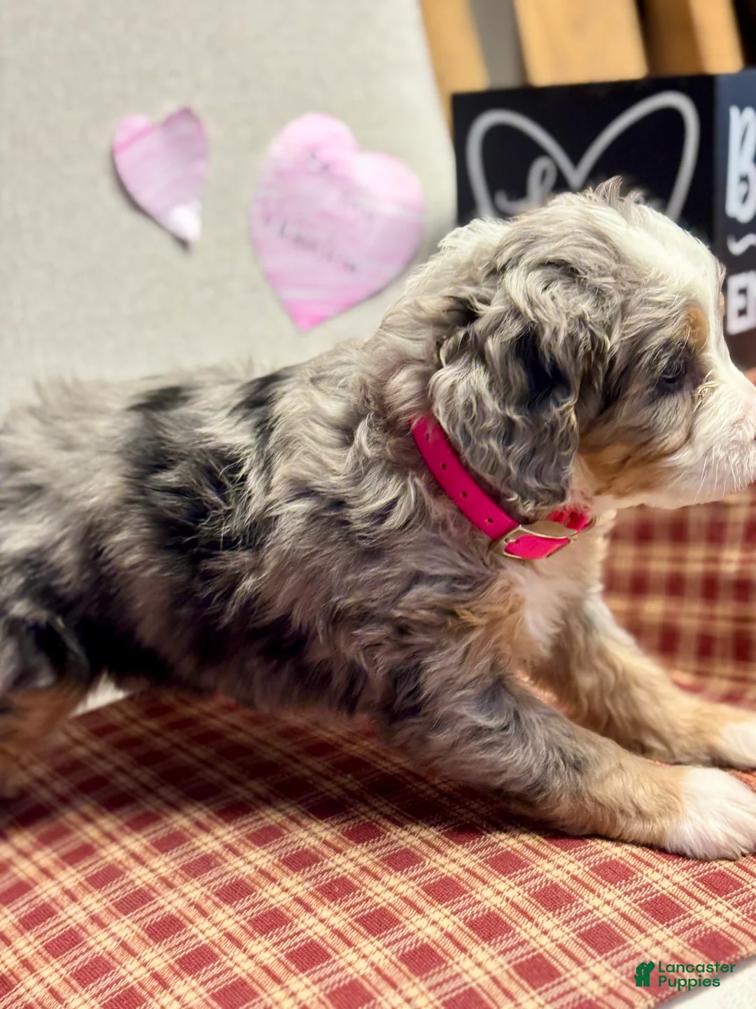 Mini Bernedoodle dogs for sale: Chloe Mini Bernedoodle Puppy 2 - Ad 11