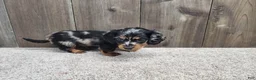 Miniature Dachshund dogs for sale: Gunner - Ad 6