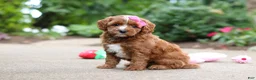 Cavapoo dogs for sale: Autumn - Ad 3