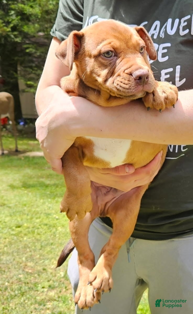 Mixed Breed dogs for sale: English Bulldog x Catahoula Boy - Ad 5