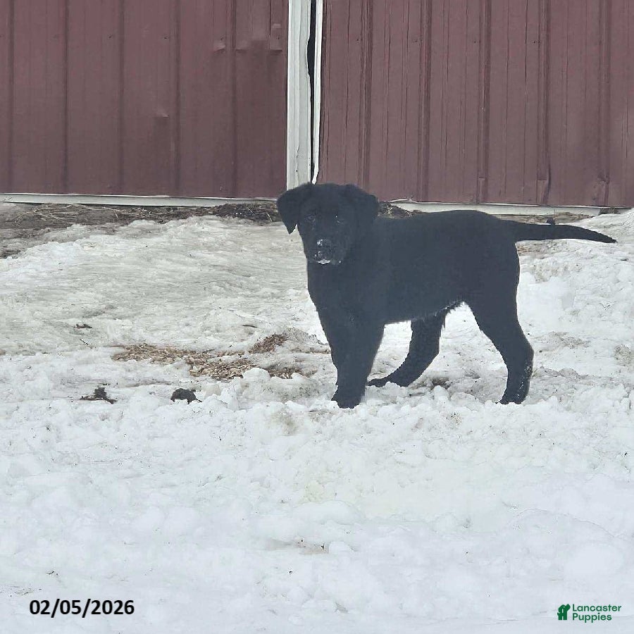 Labrador Retriever dogs Sheila - Ad 23