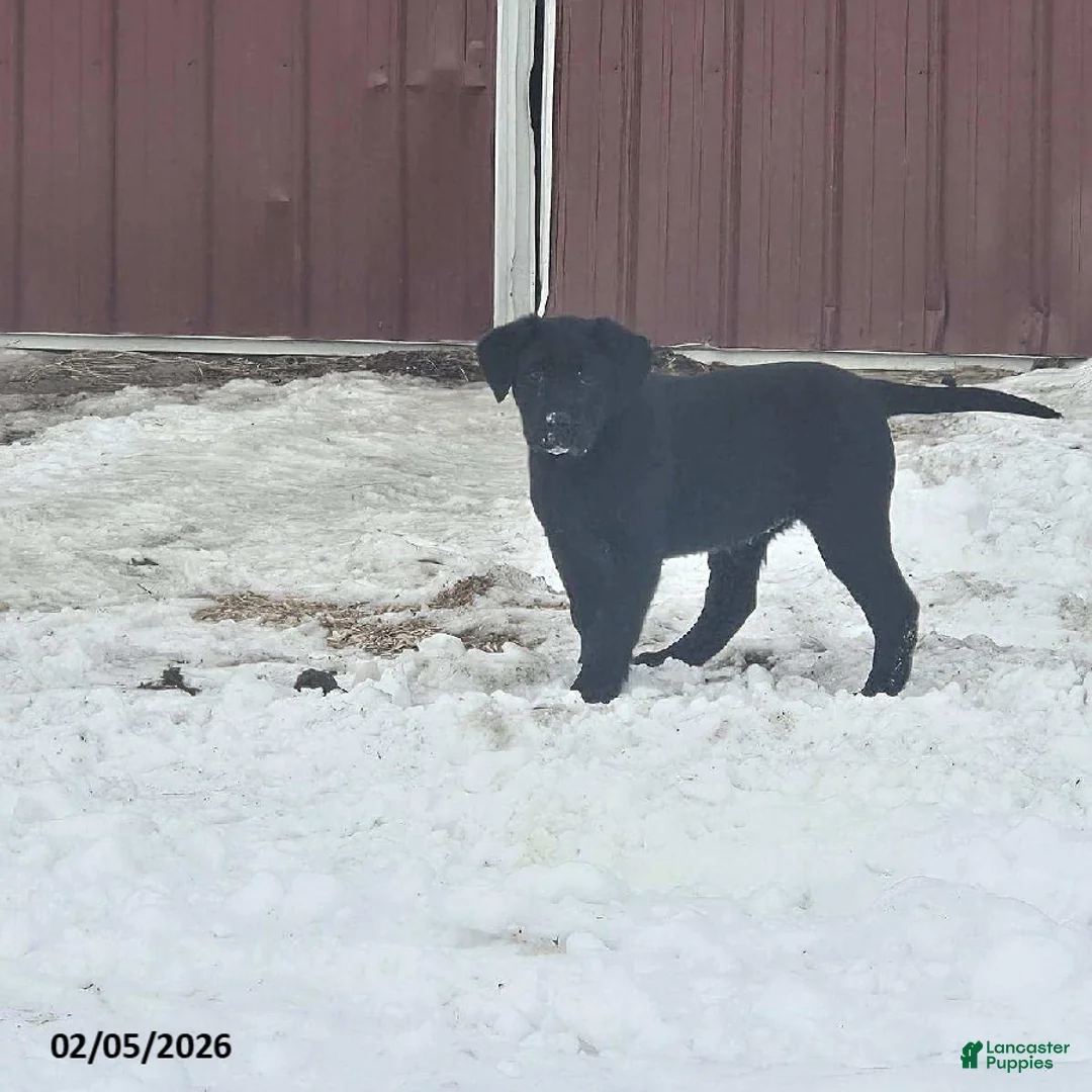 Labrador Retriever dogs for sale: Sheila - Ad 1