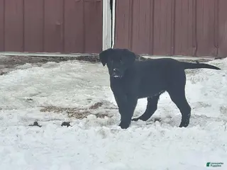 Labrador Retriever dogs Sheila - Ad 23