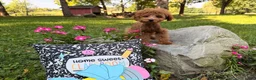 Toy Poodle dogs for sale: Bucky  - Ad 1
