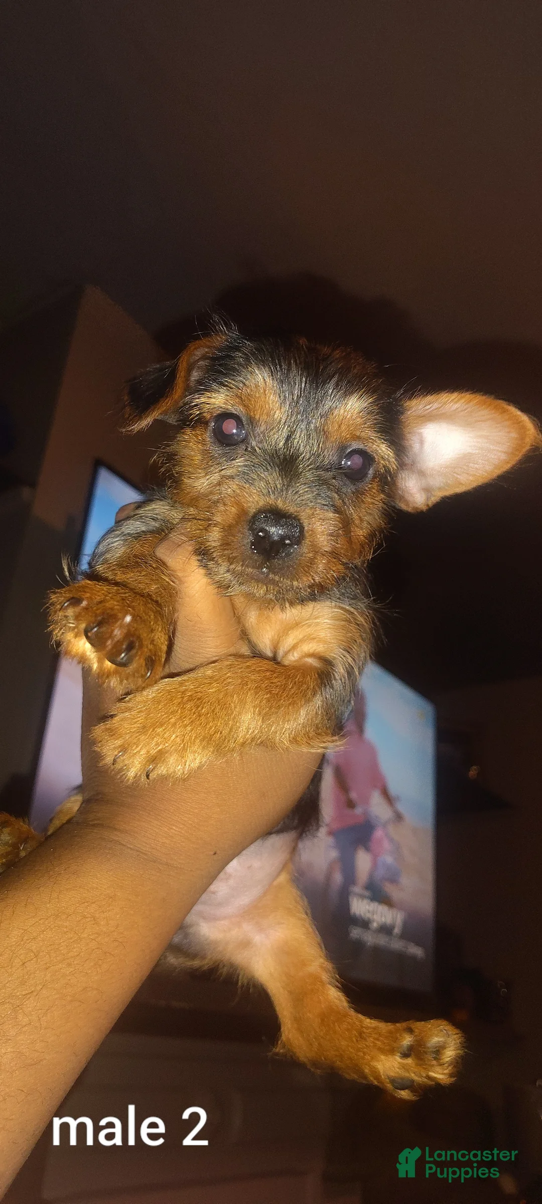 Yorkshire Terrier dogs for sale: Yorkshire Terrier 2 - Ad 2