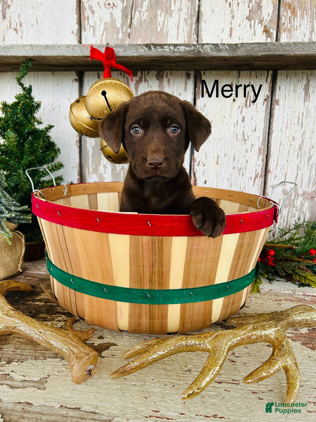 Labrador Retriever dogs for sale: Merry - Ad 1