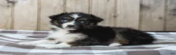 Australian Shepherd dogs for sale: Raine - Ad 2