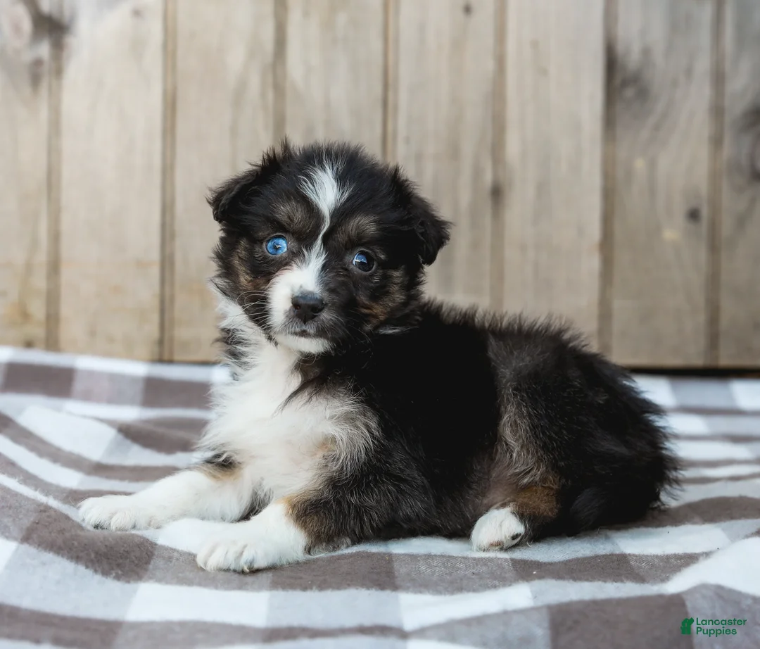 Australian Shepherd dogs for sale: Raine - Ad 2