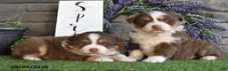 Australian Shepherd dogs for sale: Theo - Ad 3