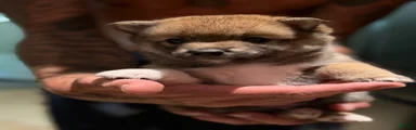 Koda
