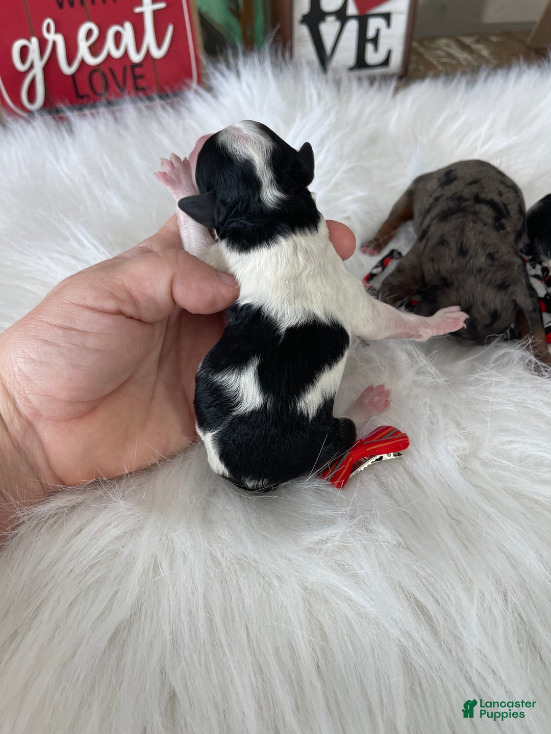 Miniature Poodle dogs for sale: Akc Clear Tri Red Bow - Ad 15