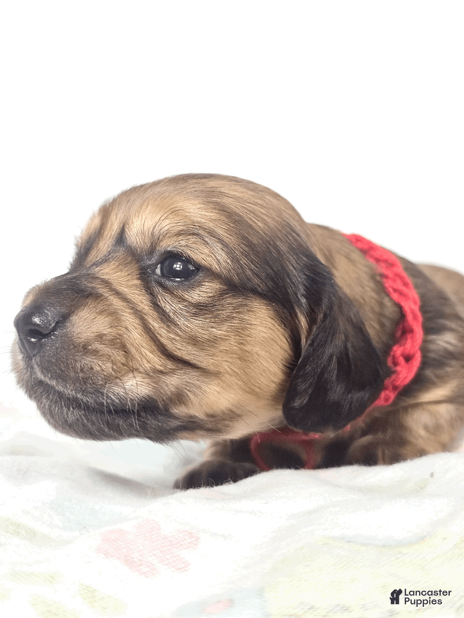 Miniature Dachshund dogs Patty - Ad 1