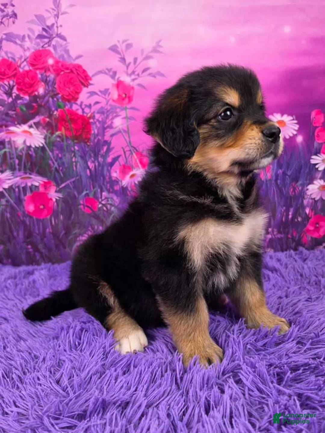 Mixed Breed dogs for sale: April - Ad 2