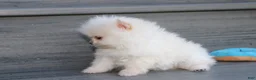 Pomeranian dogs for sale: Mochi - Ad 31