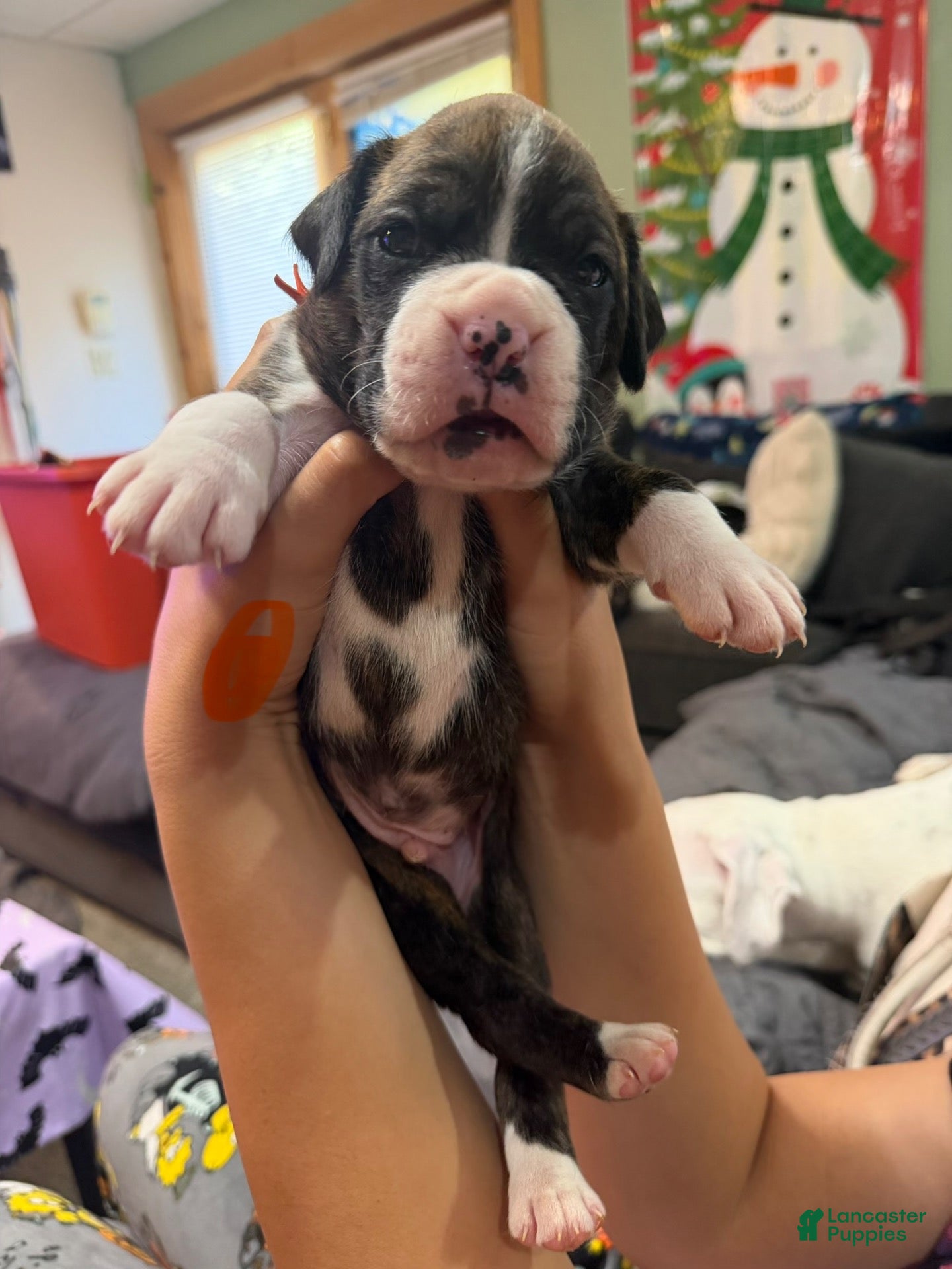 Boxer