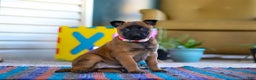 Belgian Malinois dogs for sale: Ginger - Ad 2