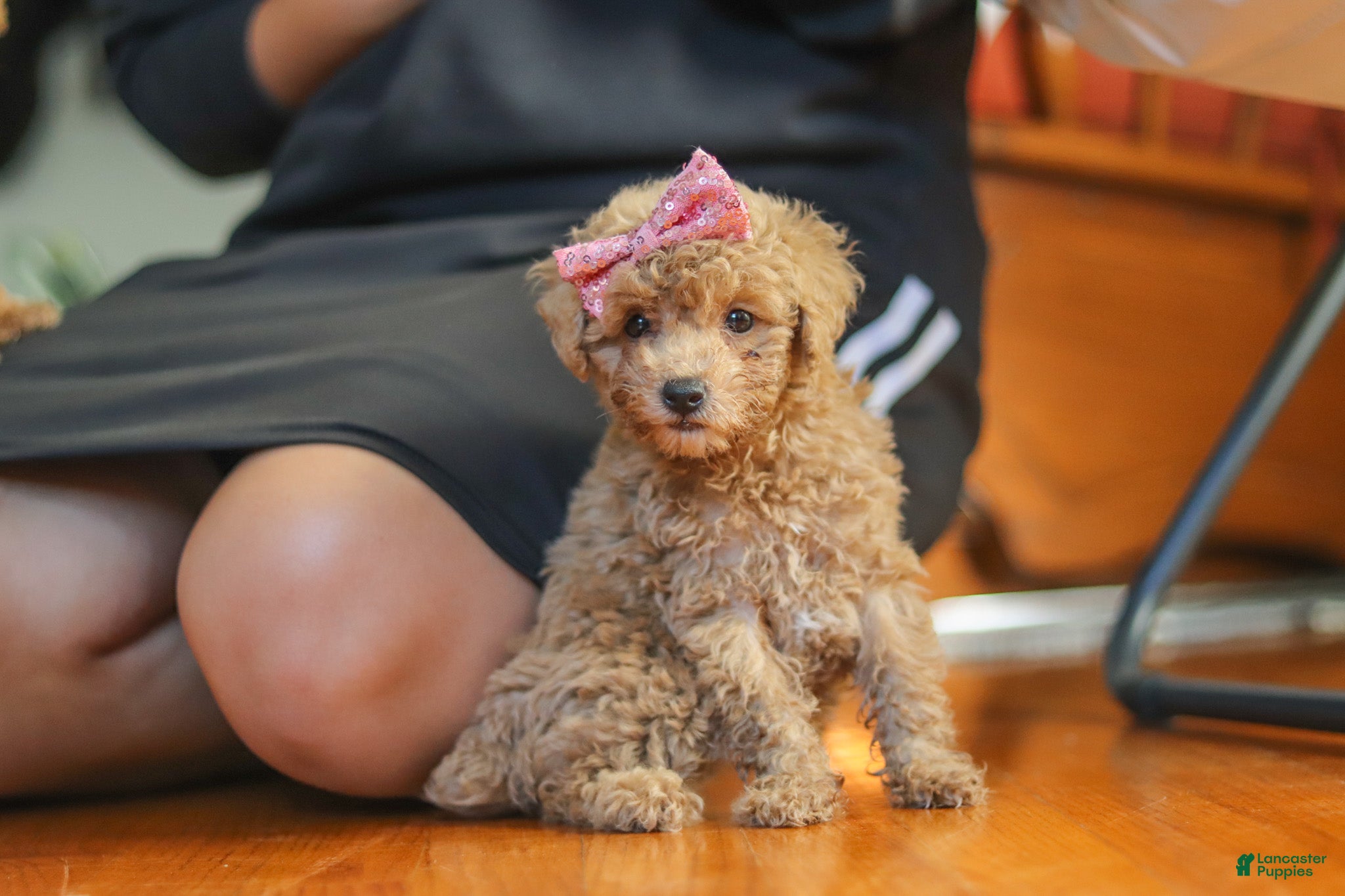 Chloe (Miniature Poodle, Female) in Baltic, OH