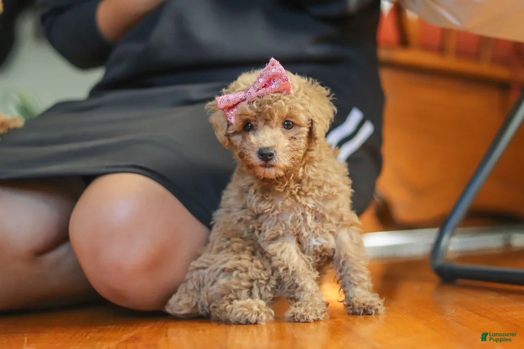 Miniature Poodle dogs for sale: Chloe - Ad 1