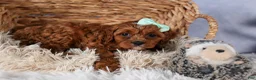 Cavapoo dogs for sale: GEORGE - Ad 3