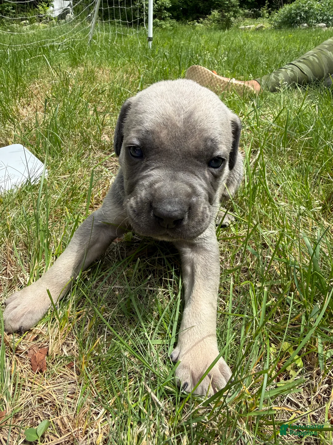 Cane Corso dogs for sale: Cane Corso Puppy 6 - Ad 1