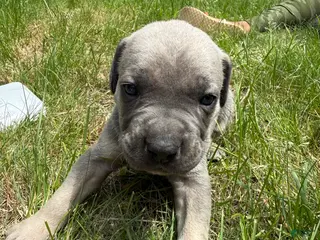 Cane Corso dogs Cane Corso Puppy 6 - Ad 20