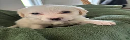Mixed Breed dogs for sale: Beige Collar - Ad 3