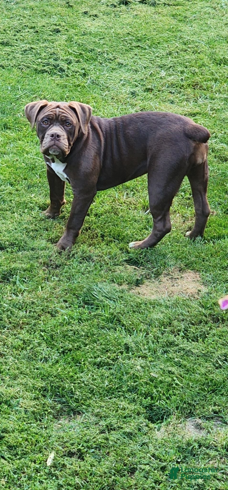 Olde English Bulldogge dogs Olde English Bulldogge 2 - Ad 1