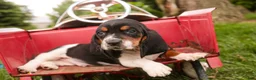 Basset Hound dogs for sale: Montgomery - Ad 4