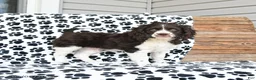 Mixed Breed dogs for sale: Patches - Ad 11