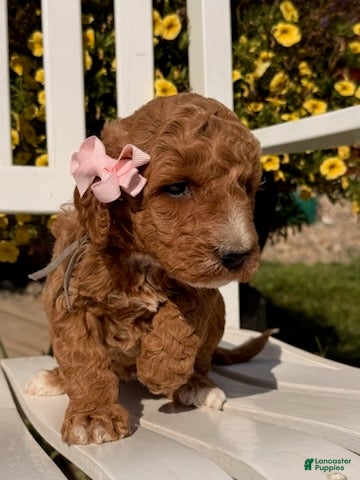 Mixed Breed dogs Brair - Ad 2