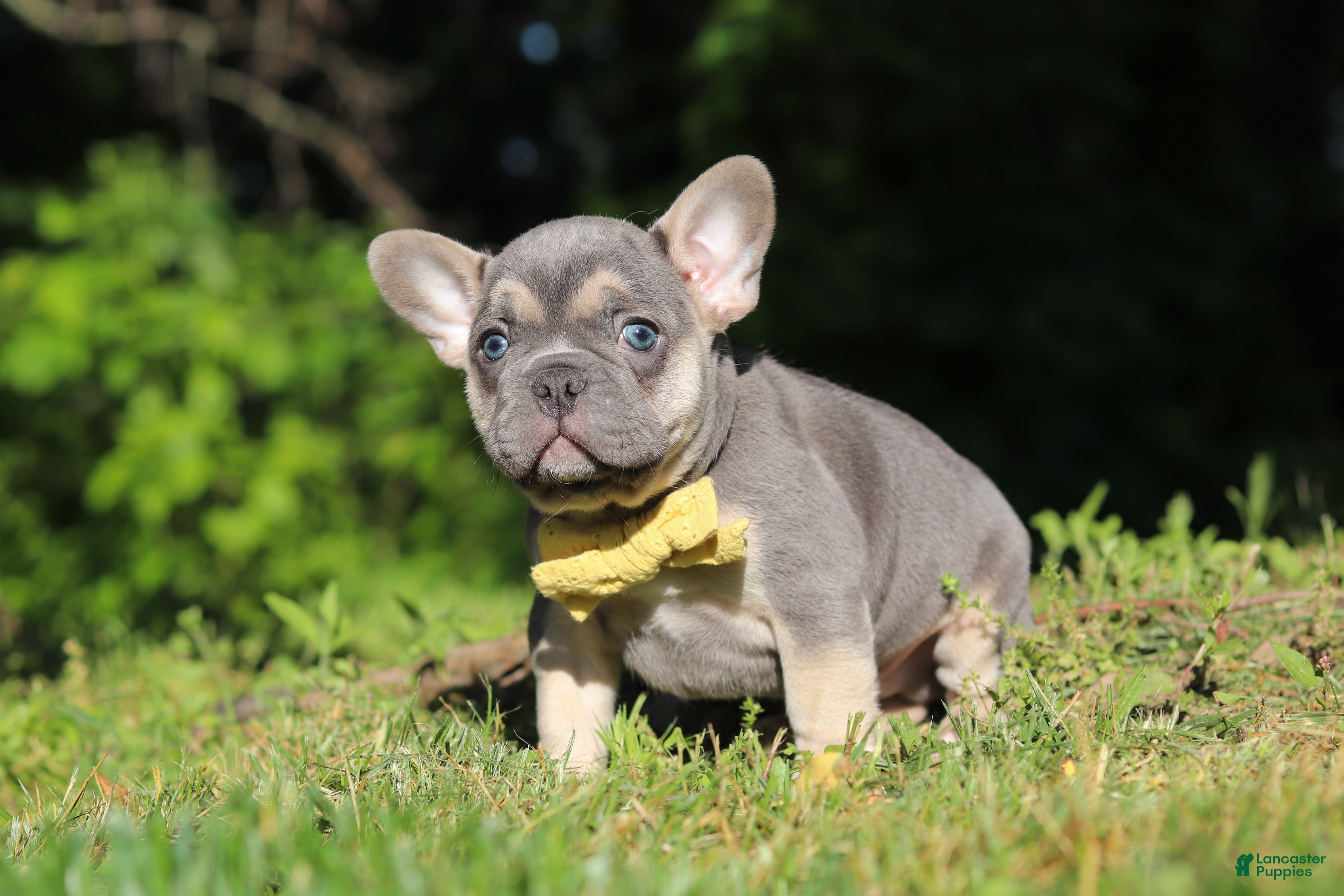 French Bulldog dogs for sale: Pete - Ad 10