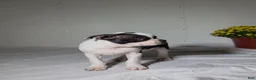 Boston Terrier dogs for sale: Frankie - Ad 3