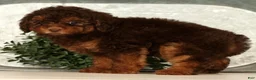 Toy Poodle dogs for sale: Saphire - Ad 4