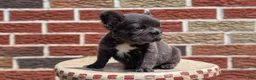 French Bulldog dogs for sale: Eden - Ad 3