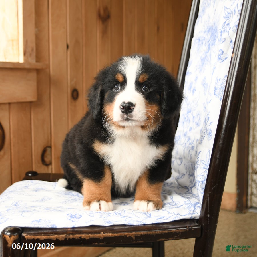 Bernese Mountain Dog dogs Timothy - Ad 2