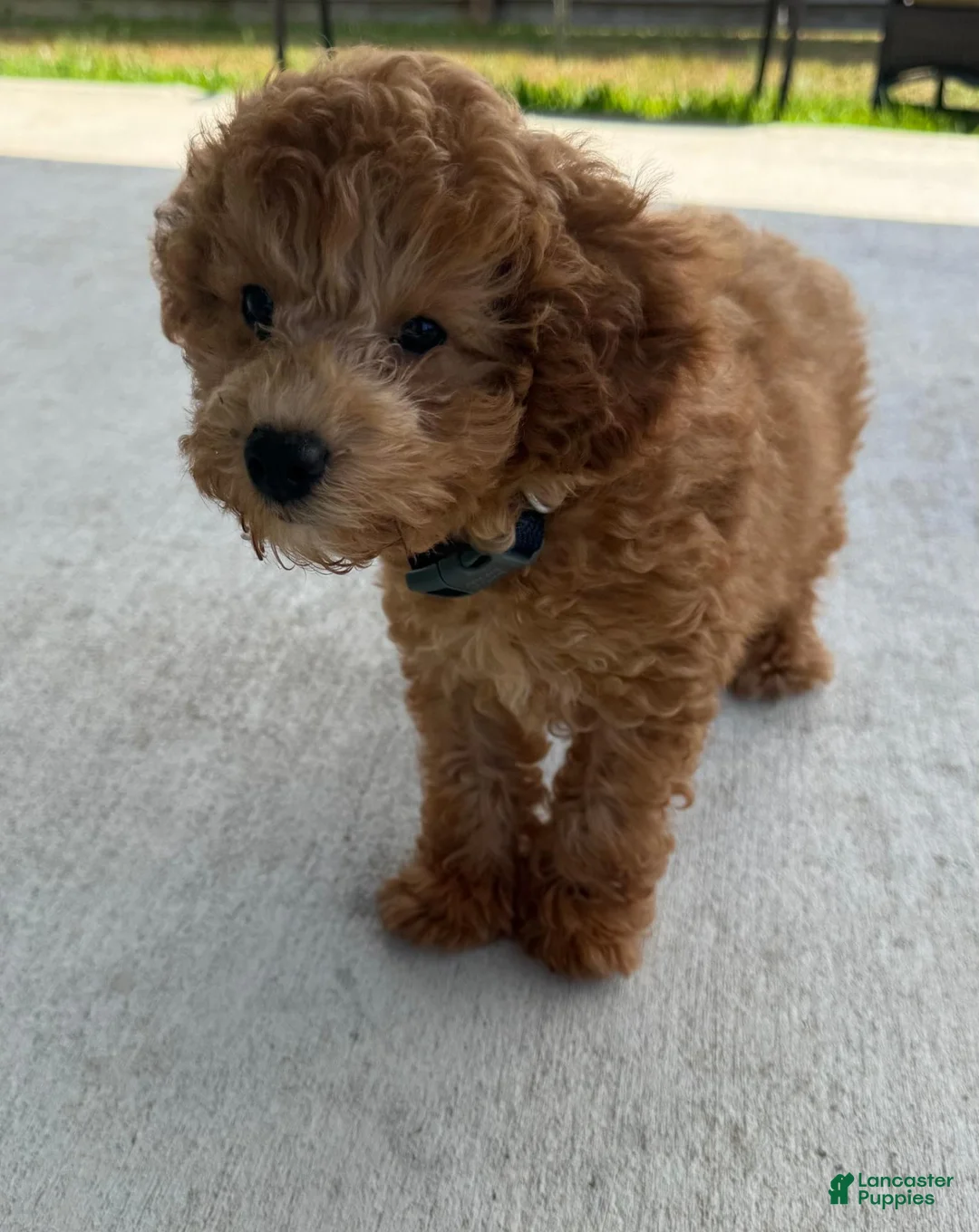 Cavapoo dogs for sale: Cozmo - Ad 2